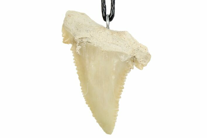 Fossil Shark (Palaeocarcharodon) Tooth Necklace - Morocco #169921